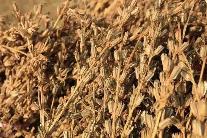 忙牢记：1不做2要洗3要防别犯忌讳麻将胡了2试玩网站今日大寒别管多(图7)