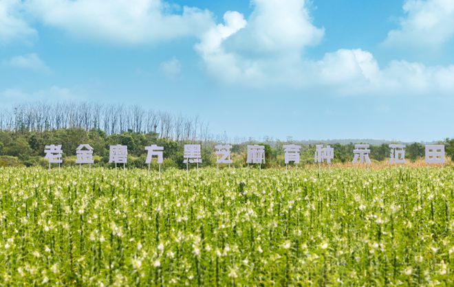 年货节逆势增长老金磨方做对了什么?PG麻将胡了试玩平台深耕芝麻产业(图4) 年货节逆势增长老金磨方做对了什么?PG麻将胡了试玩平台深耕芝麻产业(图4)