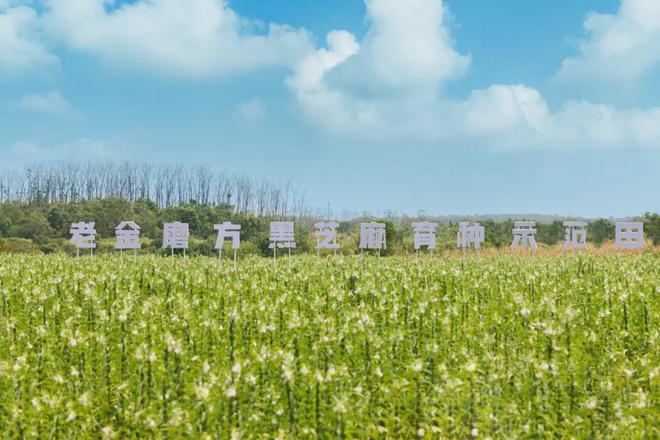 老金磨方如何用一颗芝麻丸撬动万亿市场？麻将胡了试玩网站免费连续六年销量第一(图2)