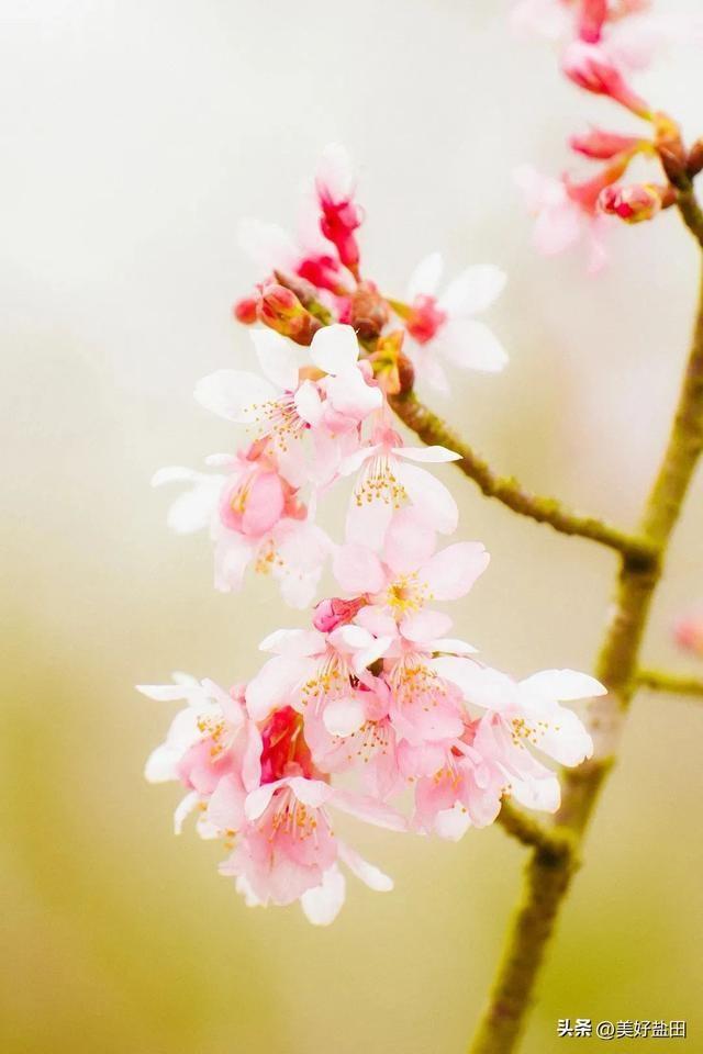 水节气盐田春色正当时PG电子麻将胡了2雨(图5) 水节气盐田春色正当时PG电子麻将胡了2雨(图5)