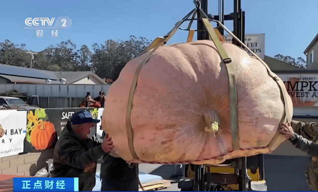 第52届世界南瓜大赛赢2万美元奖金麻将胡了1064公斤!美国男子夺冠(图4) 第52届世界南瓜大赛赢2万美元奖金麻将胡了1064公斤!美国男子夺冠(图4)